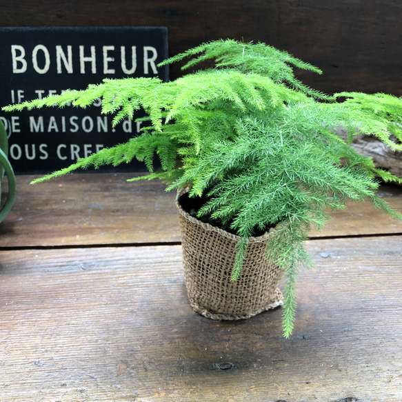 ナナス♡アスパラガス♡極小の葉っぱ♡観葉植物 8枚目の画像