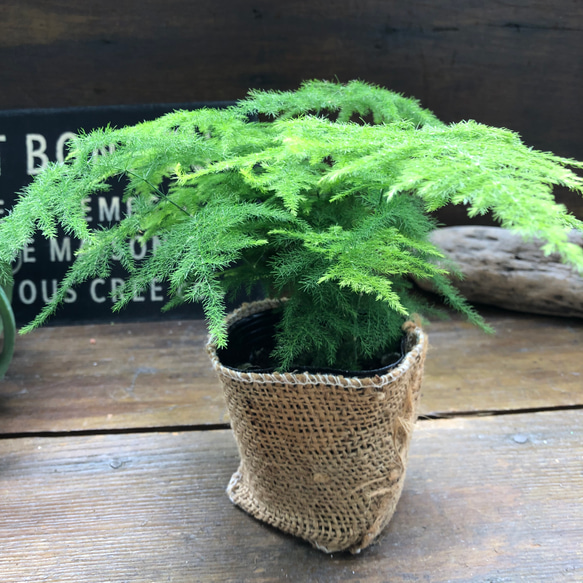 ナナス♡アスパラガス♡極小の葉っぱ♡観葉植物 5枚目の画像