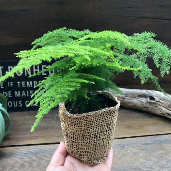 ナナス♡アスパラガス♡極小の葉っぱ♡観葉植物 11枚目の画像