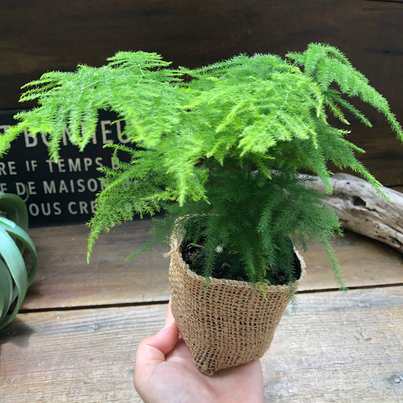 ナナス♡アスパラガス♡極小の葉っぱ♡観葉植物 15枚目の画像