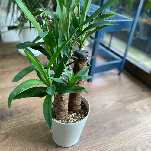 観葉植物】ユッカ 5号 822 送料無料 その他インテリア雑貨 花 千