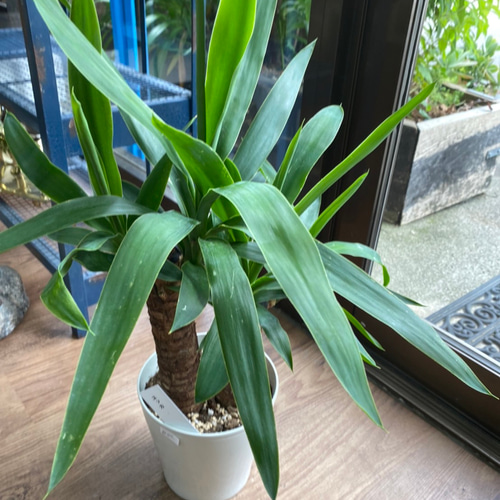 観葉植物】ユッカ 5号 822 送料無料 その他インテリア雑貨 花 千