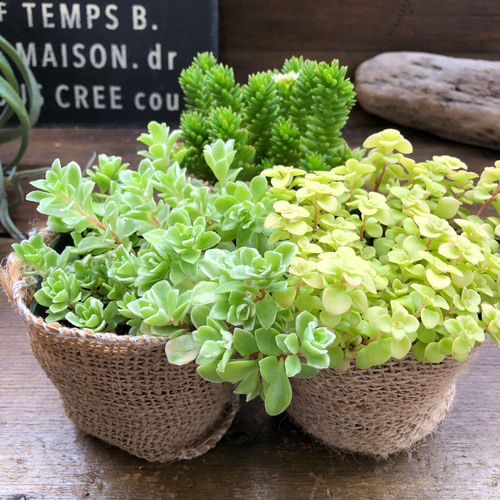♡寄せ植えセット♡多肉植物♡ 多肉植物 寄せ植えset♡11201 - メルカリ