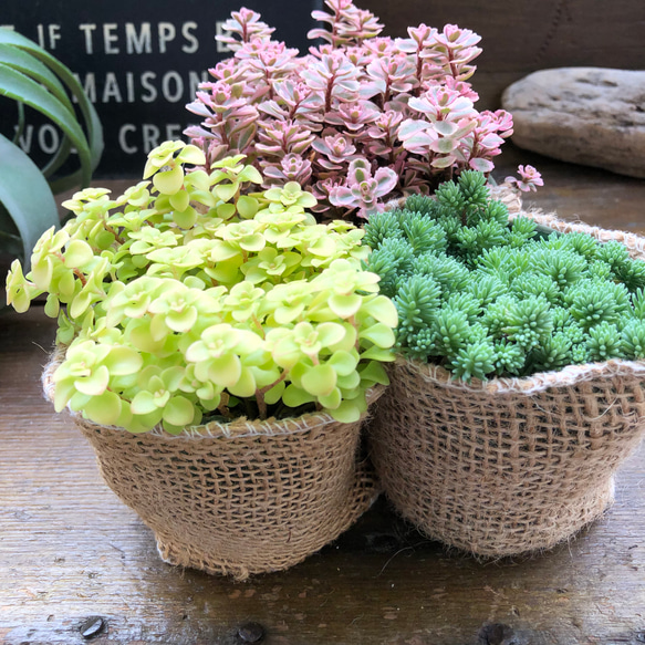 セダム3個セット♡寄せ植え♡多肉植物♡ガーデニング♡インテリア