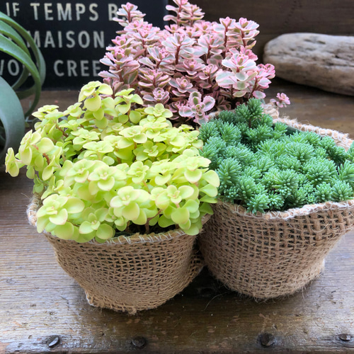 ♥多肉植物♥そのまま飾れる寄せ植え♥3点セット♥ 多肉植物 そのまま飾れる♡寄せ植え♡3点セット - メルカリ