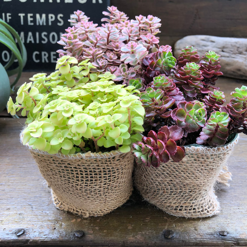セダム3個セット♡寄せ植え♡多肉植物♡ガーデニング