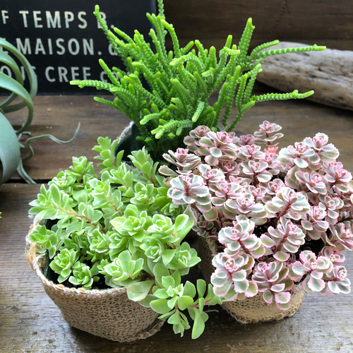 ★多肉の寄せ植え〜flower29car  マットブラック〜★ ☆多肉の寄せ植え〜flower29car マットブラック〜☆