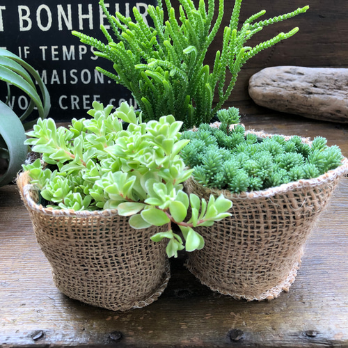 ★多肉の寄せ植え〜flower29car  マットブラック〜★ ☆多肉の寄せ植え〜flower29car マットブラック〜☆