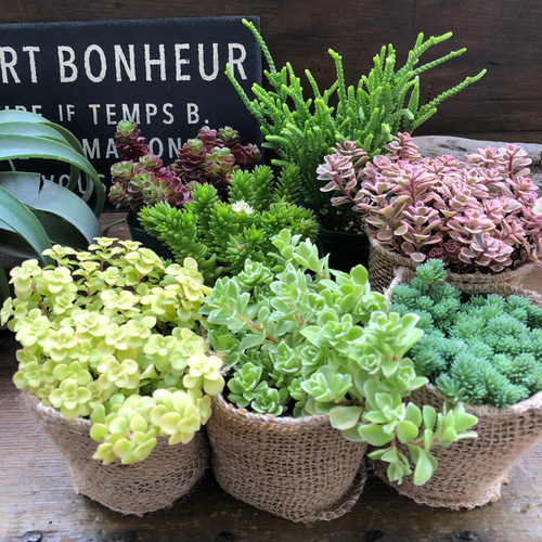 ♥多肉植物♥そのまま飾れる寄せ植え♥3点セット♥ 三日月と本』 セダム遊び 多肉植物 多肉植物寄せ植え