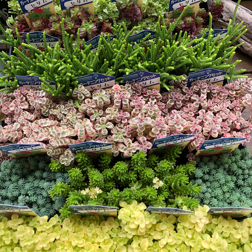 セダム3個セット♡寄せ植え♡多肉植物♡ガーデニング