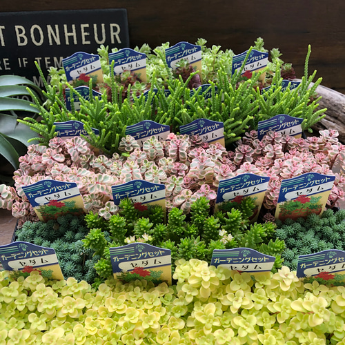 セダム3個セット♡寄せ植え♡多肉植物♡ガーデニング♡インテリア