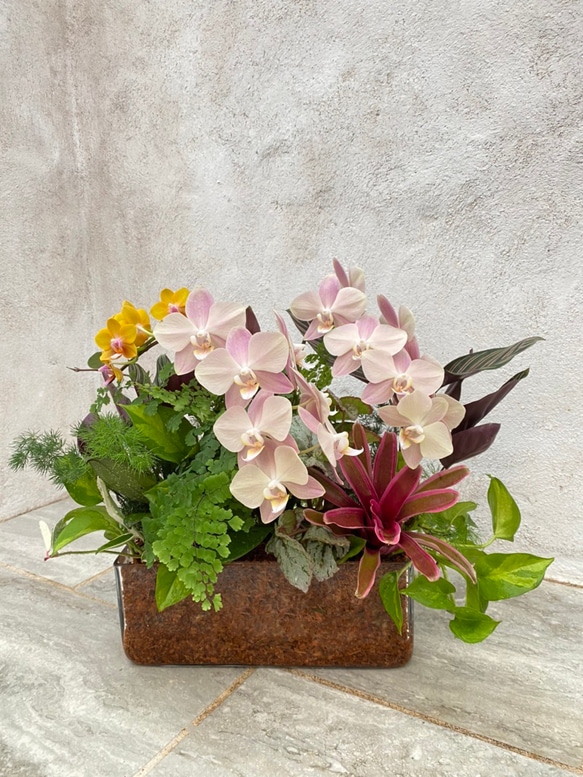 レア♡胡蝶蘭♡マザーチーク♡4号♡ニ鉢セット♡メルカリ便 レア♡胡蝶蘭♡マザーチーク♡4号♡ニ鉢セット♡メルカリ