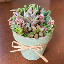 多肉植物寄せ植え リメイク素焼き鉢寄せ植え 多肉植物 galleryk's植物