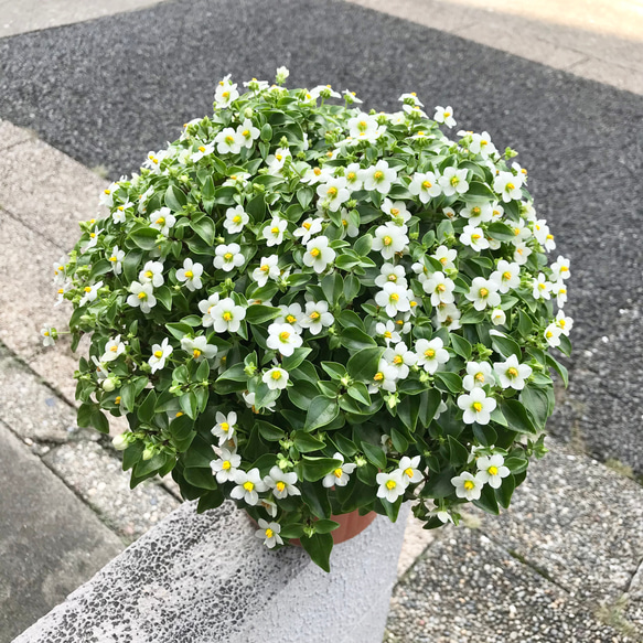 エブレネウム　現地球　まん丸　白肌　白花　扁平　 コレクション株　５本枝 まん丸♡ ボリューム抜群♡ エキザカム ホワイト 5号鉢 その他