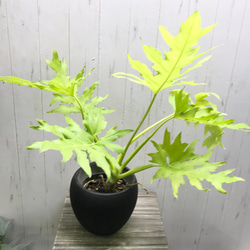 c065327cd4d402ce6b24f90bb520e6