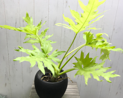 フィロデンドロン ワルセウィッチー オーレア セメントポット ブラック