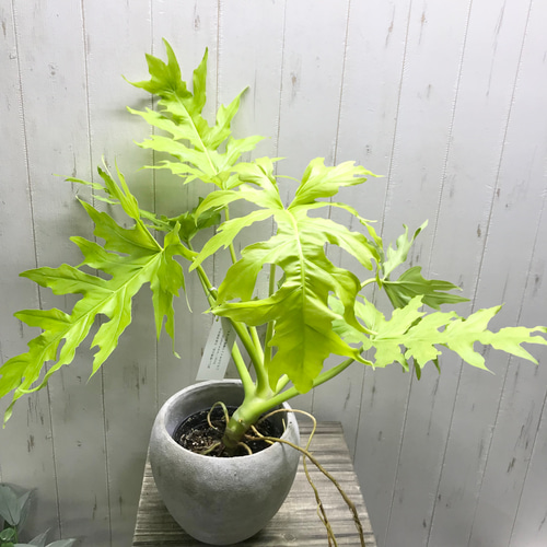 フィロデンドロン ワルセウィッチー オーレア セメントポット ホワイト