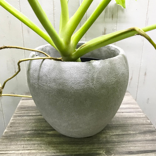 フィロデンドロン ワルセウィッチー オーレア セメントポット ホワイト