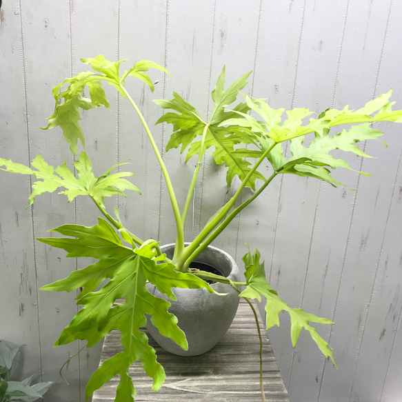 ［現品］【希少】1番　フィロデンドロン　ワルセウィッチー　8号　観葉植物　レア cd24c0806cf852f602fe084cc10a20