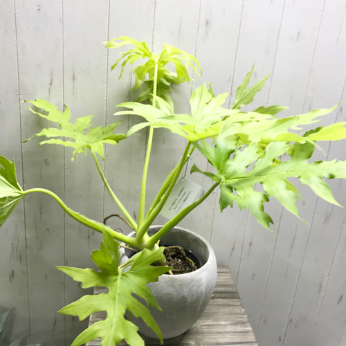 フィロデンドロン ワルセウィッチー オーレア セメントポット ホワイト