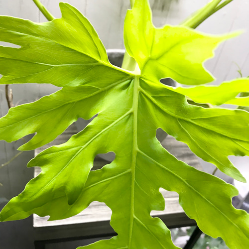 フィロデンドロン ワルセウィッチー オーレア セメントポット