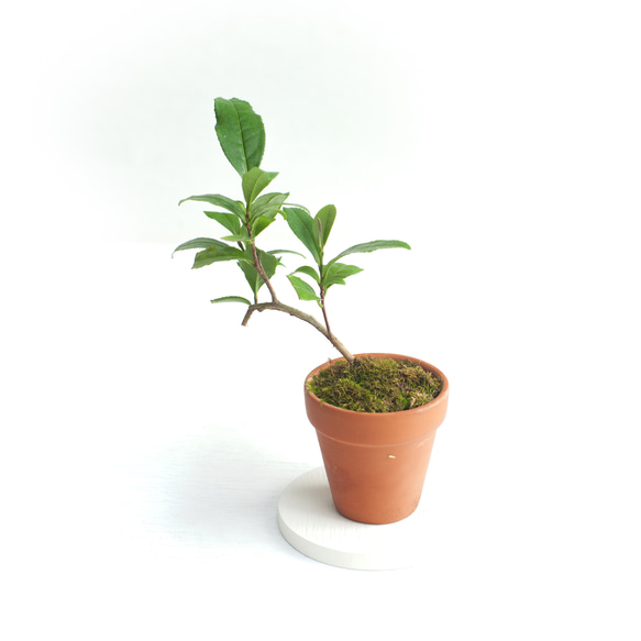 ミニ盆栽 茶の木 (チャノキ) 4枚目の画像