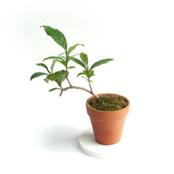 ミニ盆栽 茶の木 (チャノキ) 3枚目の画像