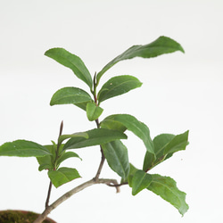 ミニ盆栽 茶の木 (チャノキ) 5枚目の画像