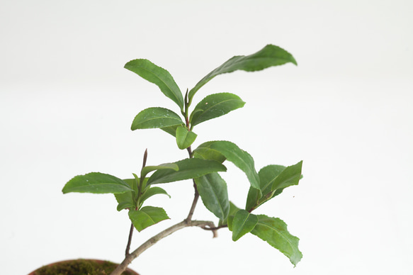 ミニ盆栽 茶の木 (チャノキ) 5枚目の画像