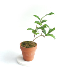 ミニ盆栽 茶の木 (チャノキ) 1枚目の画像