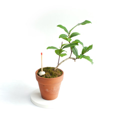 ミニ盆栽 茶の木 (チャノキ) 2枚目の画像