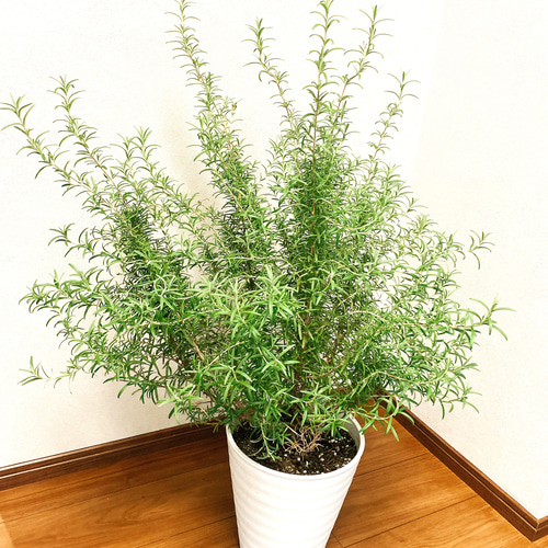 在庫］ローズマリー 観葉植物 庭木 おしゃれ ○良い香りがする 育て