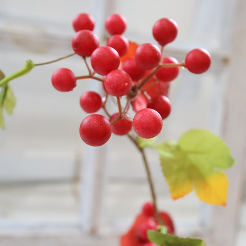 山帰来 サンキライ 紅葉 マジカルウォーター インテリア fuji 敬老の日