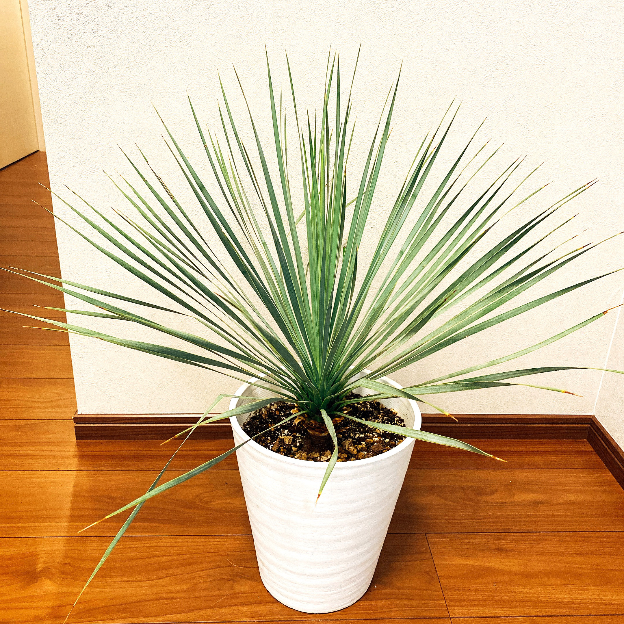 関東の方限定】ユッカロストラータ 観葉植物