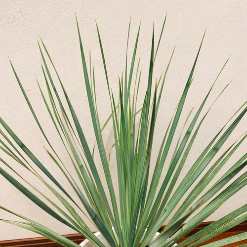 在庫］【希少】 ユッカ ロストラータ 観葉植物 地植え可能 おしゃれ