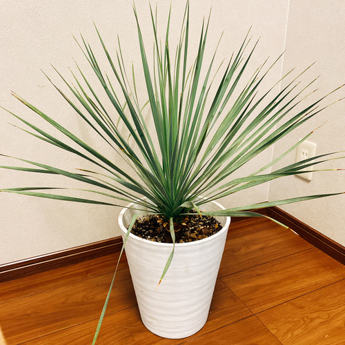在庫］【希少】 ユッカ ロストラータ 観葉植物 地植え可能 おしゃれ