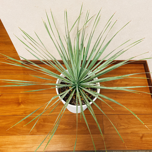 ユッカ ロストラータ【18-250】ミニサイズ シルバーブルー 在庫