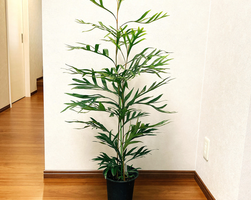 ☆希少☆ レア 観葉植物 オシャレ シーグレープ スパイラル 4寸 グリーン ☆希少☆ レア 観葉植物 オシャレ シーグレープ スパイラル 4寸