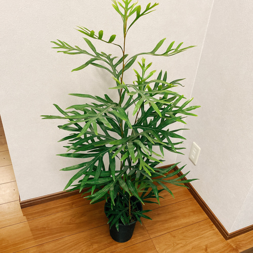 超希少！グレープグレビリア 8号鉢 超希少！グレープグレビリア 8号鉢