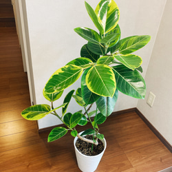 フィカス アルテシーマ バリエガータ 曲がり 観葉植物 ゴムノキ