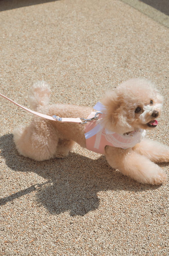 Lace Collar Harness + Leash (Flower Petal Pink) 2枚目の画像