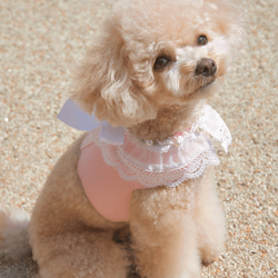 Lace Collar Harness + Leash (Flower Petal Pink) 1枚目の画像