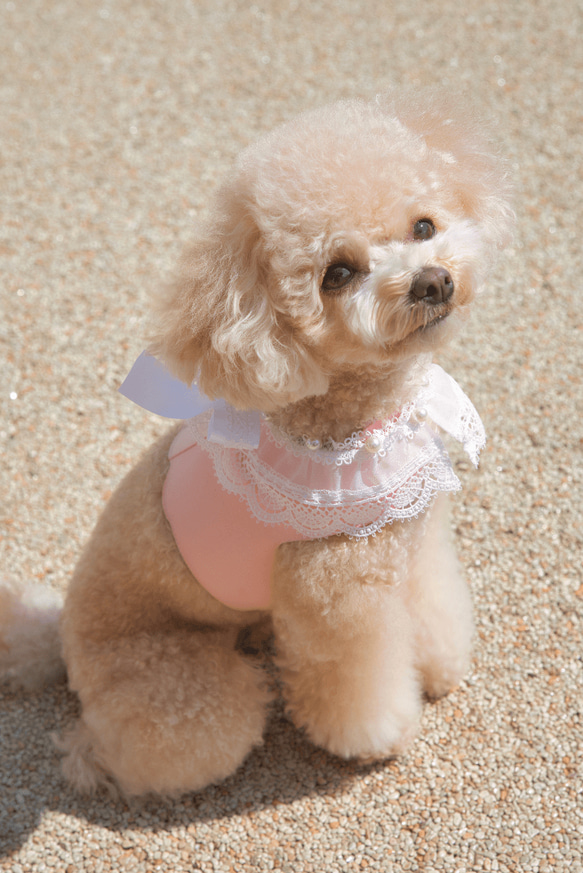 Lace Collar Harness + Leash (Flower Petal Pink) 1枚目の画像