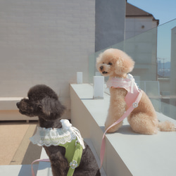 Lace Collar Harness + Leash (Flower Petal Pink) 8枚目の画像