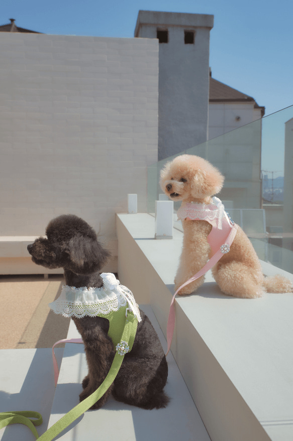 Lace Collar Harness + Leash (Flower Petal Pink) 8枚目の画像