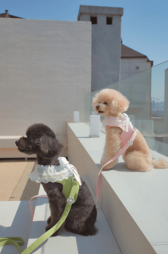 Lace Collar Harness + Leash (Flower Petal Pink) 9枚目の画像