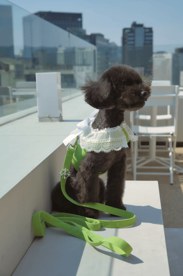 Lace Collar Harness + Leash (Flower Petal Pink) 3枚目の画像