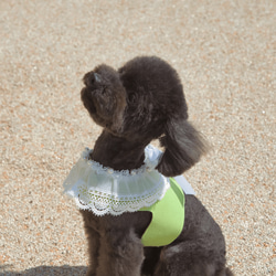 Lace Collar Harness + Leash (Flower Petal Pink) 6枚目の画像