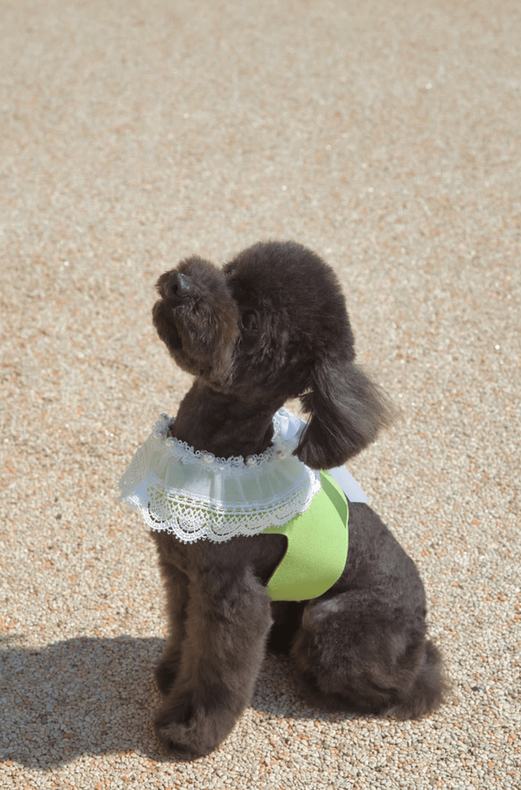 Lace Collar Harness + Leash (Flower Petal Pink) 6枚目の画像