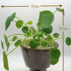 まん丸葉っぱのピレア ”モヒート”と作家鉢 6枚目の画像